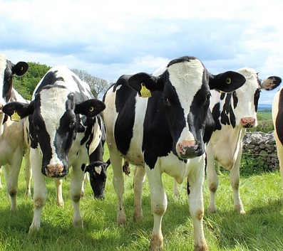 Fosfaatrechten voor welke dieren?